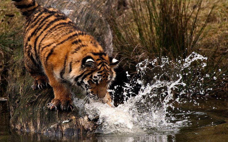 тигр, вода, брызги, лапа, охота, tiger, water, squirt, paw, hunting