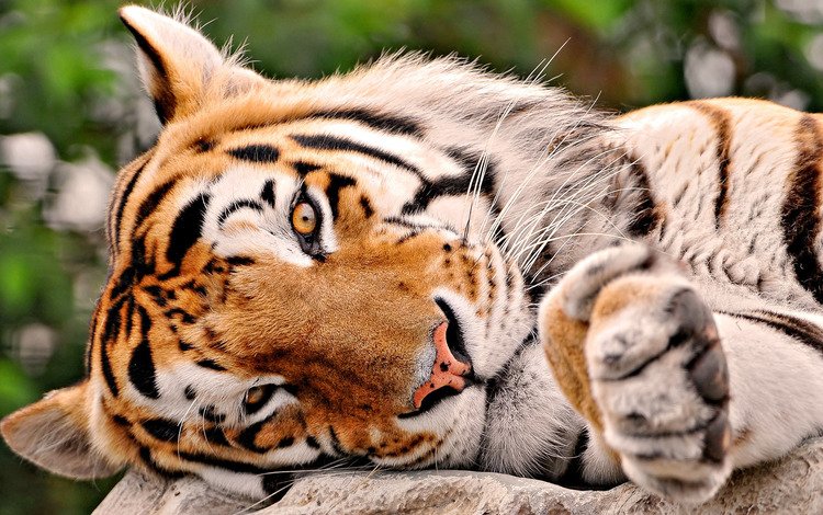 тигр, tiger
