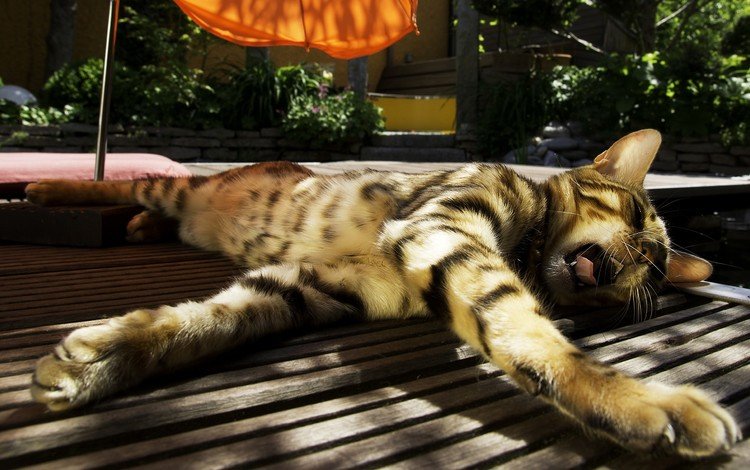 солнце, кот, полосатый, зевает, бенгальская кошка, the sun, cat, striped, yawns, bengal cat