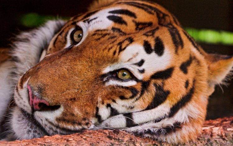 тигр, морда, хищник, большая кошка, tiger, face, predator, big cat
