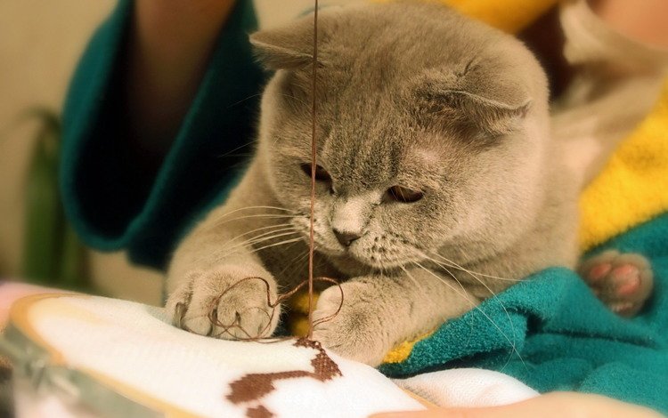 кот, мордочка, взгляд, лапки, нитки, вышивание, cat, muzzle, look, legs, thread