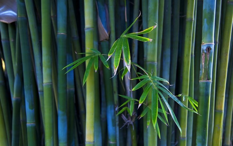 бамбук, стебли, bamboo, stems