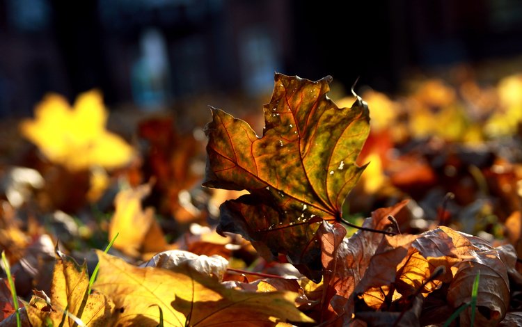 макро, листва, осень, много, осенние листья, macro, foliage, autumn, a lot, autumn leaves
