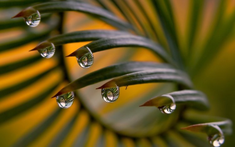 листья, макро, роса, капли, папоротник, капли воды, leaves, macro, rosa, drops, fern, water drops