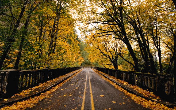 дорога, природа, листва, мост, осень, road, nature, foliage, bridge, autumn