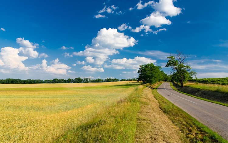 небо, дорога, трава, облака, деревья, поле, лето, the sky, road, grass, clouds, trees, field, summer