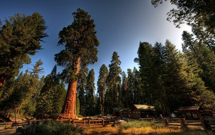 деревья, лес, стволы, домики, калифорния, sequoia national park, секвойи, секвойя, национальный парк секвойя, турбаза, trees, forest, trunks, houses, ca, sequoia