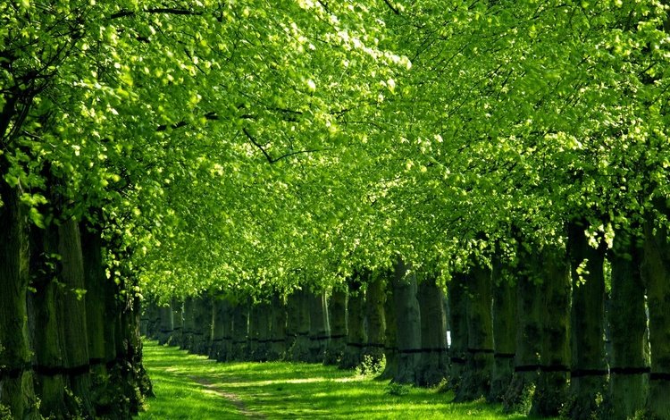 деревья, природа, зелень, весна, аллея, trees, nature, greens, spring, alley