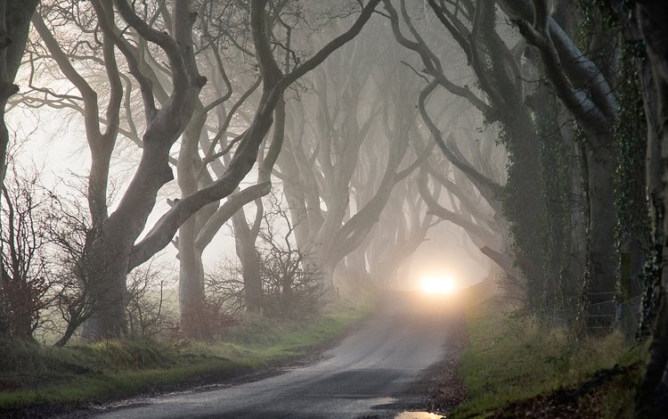 деревья, мрак, туман, осень, фары, таинственность, trees, the darkness, fog, autumn, lights, mystery
