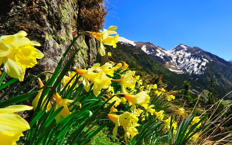 небо, цветы, горы, природа, нарциссы, the sky, flowers, mountains, nature, daffodils