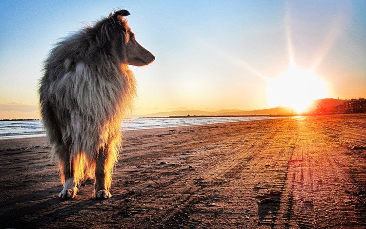 солнце, берег, закат, песок, собака, колли, колли длинношёрстный, the sun, shore, sunset, sand, dog, collie