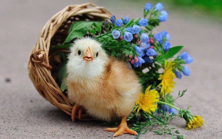 цветы, птенец, корзина, цыплёнок, курица, петух, птенчик, flowers, chick, basket, chicken, cock