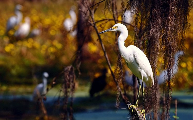 фон, ветки, птицы, птица, цапля, белая цапля, background, branches, birds, bird, heron, white egret