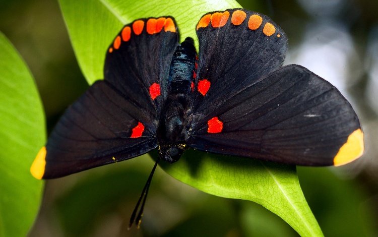 насекомое, листва, бабочка, крылья, черная, большая, insect, foliage, butterfly, wings, black, large