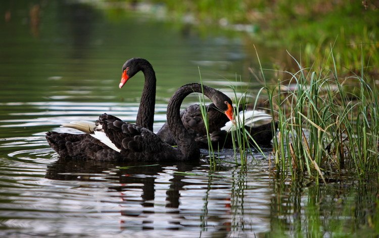 вода, птицы, лебеди, чёрные, water, birds, swans, black