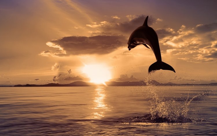 природа, море, цвет, прыжок, дельфин, nature, sea, color, jump, dolphin