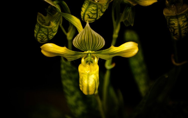 цветок, черный фон, орхидея, пафиопедилум, flower, black background, orchid, paphiopedilum