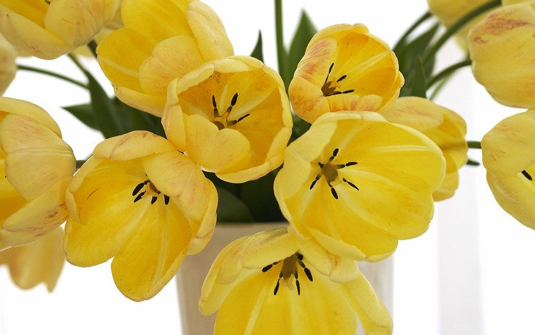 цветы, лепестки, букет, тюльпаны, ваза, желтые, flowers, petals, bouquet, tulips, vase, yellow