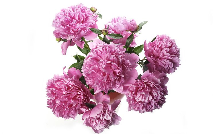 букет, розовые, пионы, bouquet, pink, peonies