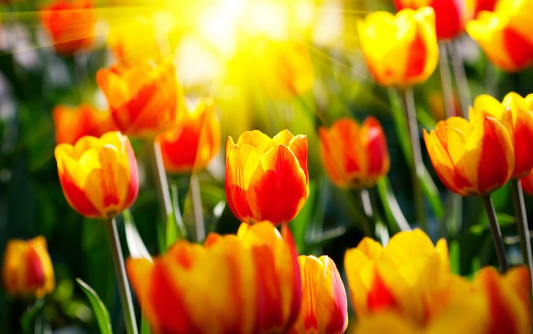 цветы, парки, солнце, светл, природа, весенние обои, фото, лучи, сад, весна, тюльпаны, flowers, parks, the sun, light, spring wallpaper, nature, photo, rays, garden, spring, tulips