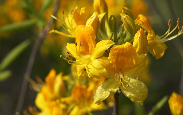 цветы, желтые, рододендрон, flowers, yellow, rhododendron
