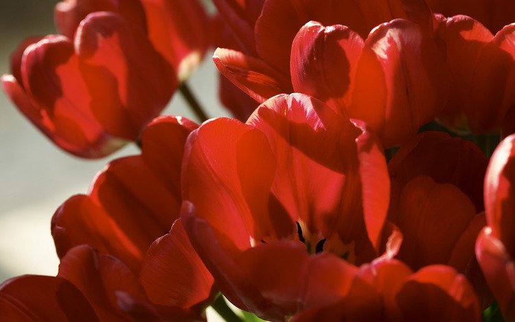 цветы, лепестки, красные, тюльпаны, flowers, petals, red, tulips