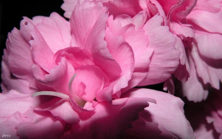 цветы, лепестки, розовые, пионы, flowers, petals, pink, peonies