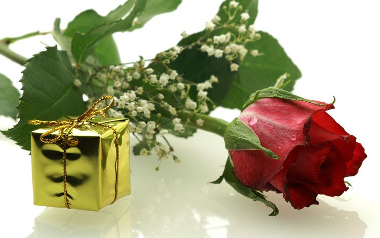 цветы, роза, подарок, гипсофила, flowers, rose, gift, gypsophila