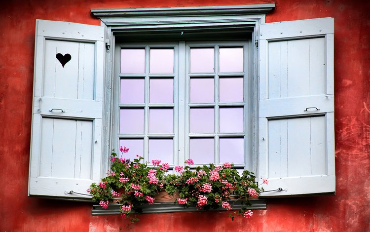 цветы, окно, flowers, window
