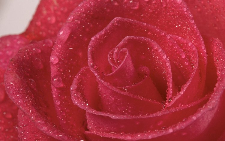 цветок, роса, капли, роза, лепестки, крупным планом, flower, rosa, drops, rose, petals, closeup