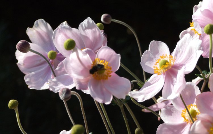 бутоны, фон, лепестки, цвет, анемона, ветреница, buds, background, petals, color, anemone