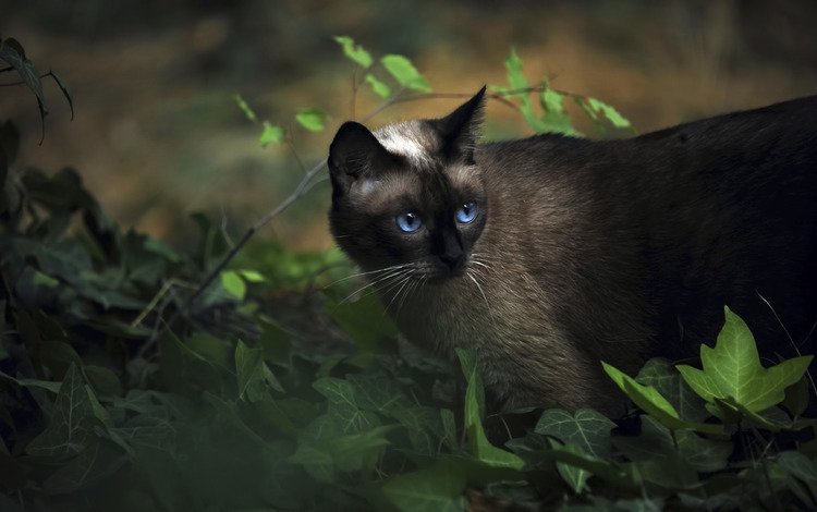 трава, кот, сиамский, голубоглазый, grass, cat, siamese, blue-eyed