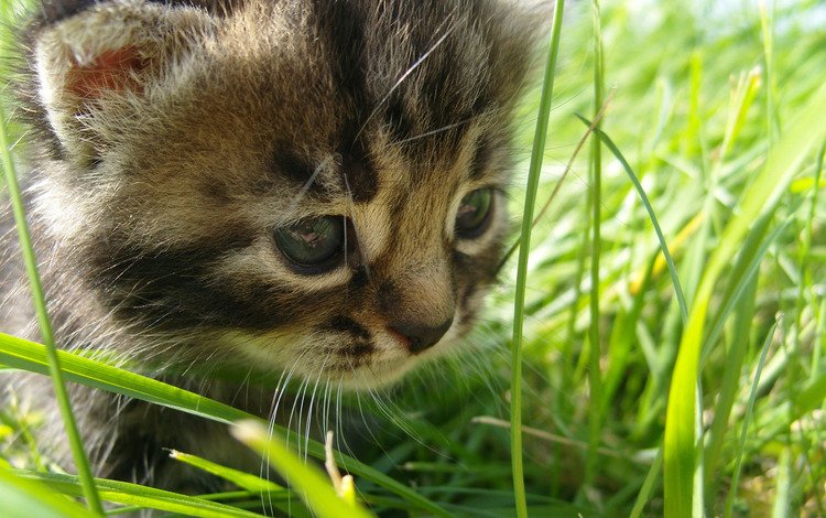 глаза, трава, кошка, взгляд, eyes, grass, cat, look
