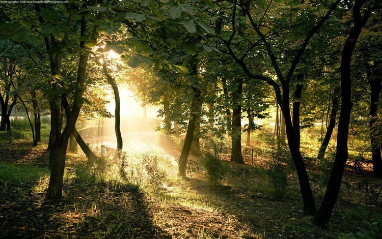 свет, деревья, солнце, лес, лучи, ветки, столы, light, trees, the sun, forest, rays, branches, tables