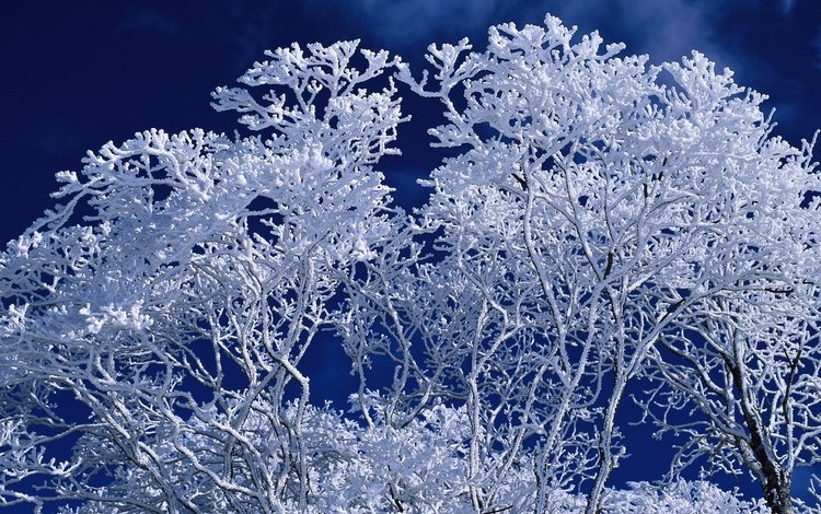 небо, дерево, зима, ветки, иней, синий фон, the sky, tree, winter, branches, frost, blue background