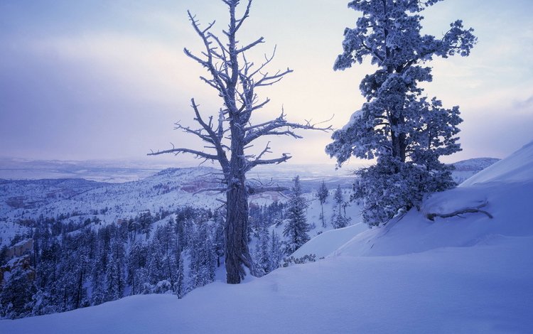 деревья, горы, снег, зима, ветки, холм, trees, mountains, snow, winter, branches, hill