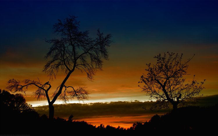 небо, деревья, вечер, природа, закат, пейзаж, the sky, trees, the evening, nature, sunset, landscape