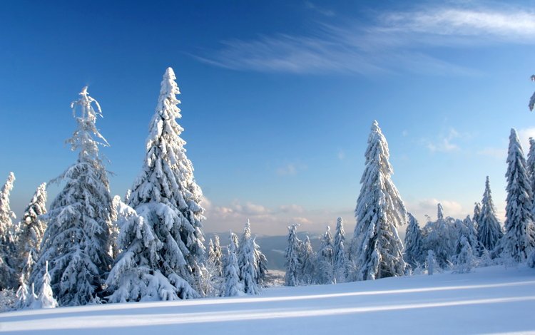 небо, снег, зима, елки, ели, the sky, snow, winter, tree, ate