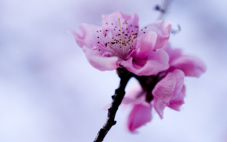 небо, ветка, цветок, весна, розовый, сакура, the sky, branch, flower, spring, pink, sakura