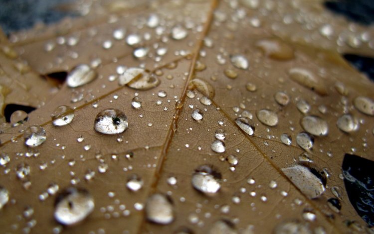 вода, макро, капли, лист, дождь, прохлада, осен, water, macro, drops, sheet, rain, cool, autumn