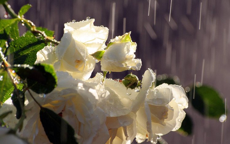 цветы, вода, бутоны, капли, розы, дождь, букет, белые, flowers, water, buds, drops, roses, rain, bouquet, white