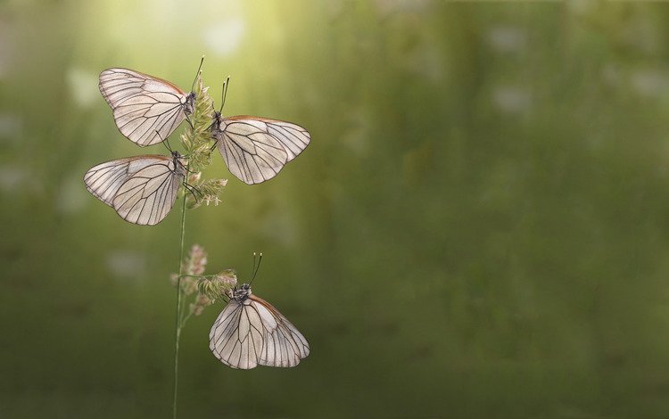 утро, лето, бабочки, morning, summer, butterfly