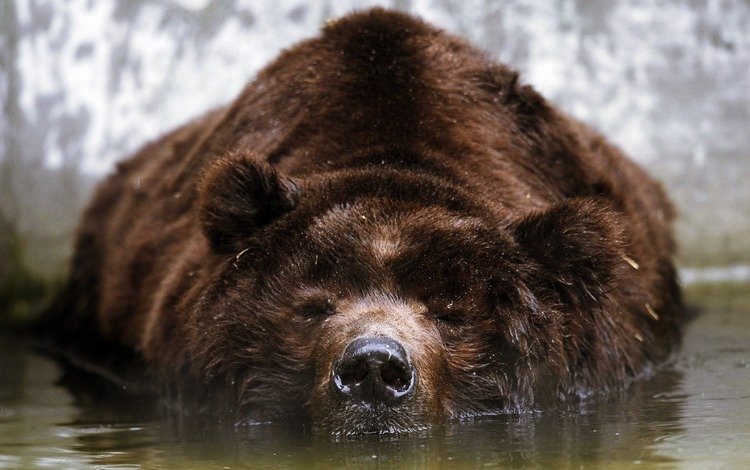 морда, вода, медведь, отдых, бурый, face, water, bear, stay, brown