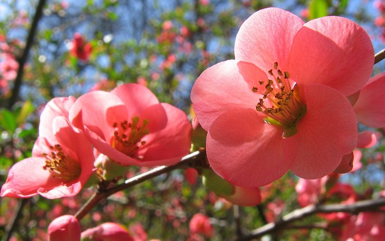 цветение, весна, розовые цветы, flowering, spring, pink flowers