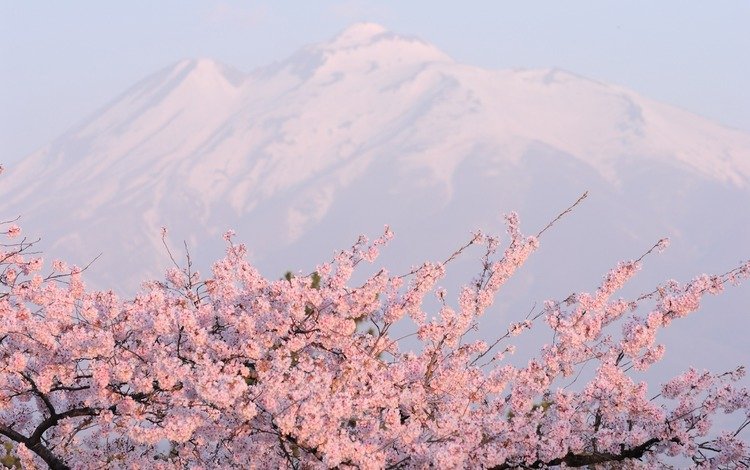 горы, розовое, цветущая сакура, mountains, pink, cherry blossoms
