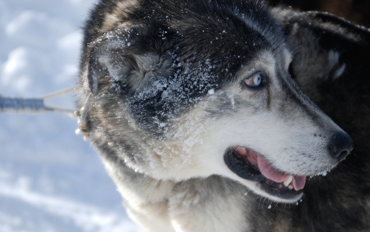 снег, зима, взгляд, собака, хаски, лайка, поводок, сибирский хаски, snow, winter, look, dog, husky, laika, leash, siberian husky