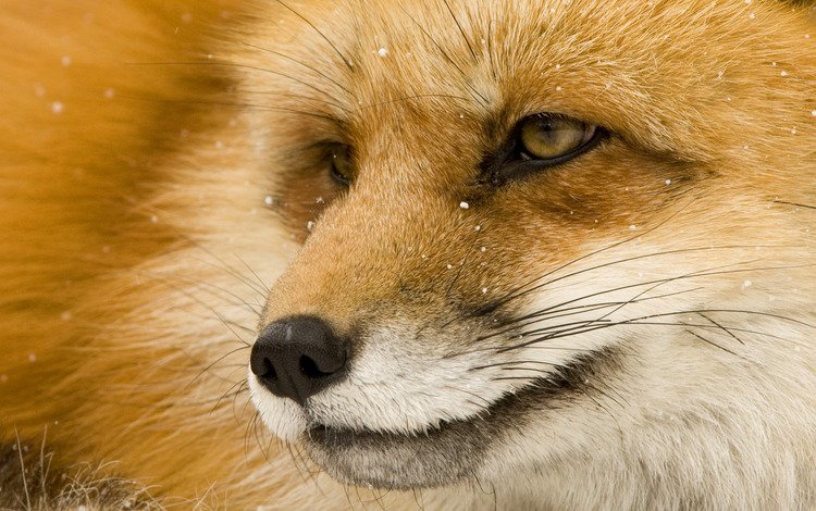 глаза, морда, мордочка, взгляд, лиса, лисица, eyes, face, muzzle, look, fox