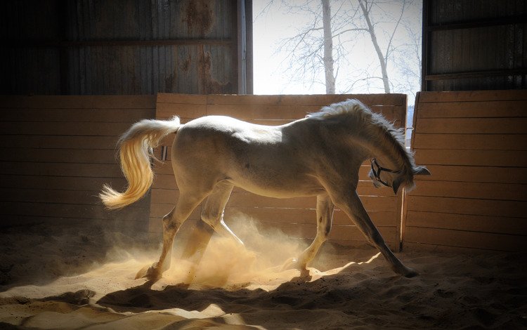 лошадь, песок, лучи солнца, белая, загон, horse, sand, the rays of the sun, white, corral