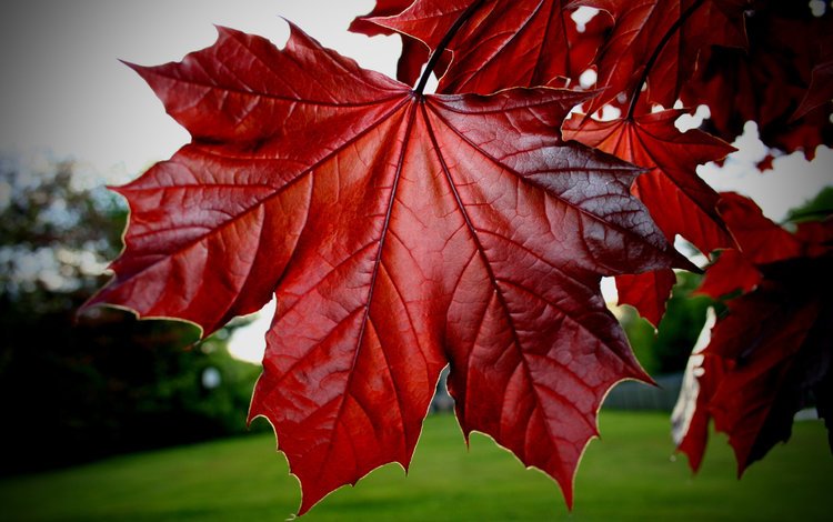 листья, осень, красные, клен, кленовый лист, leaves, autumn, red, maple, maple leaf