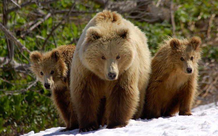 снег, медведь, медведи, 3, snow, bear, bears